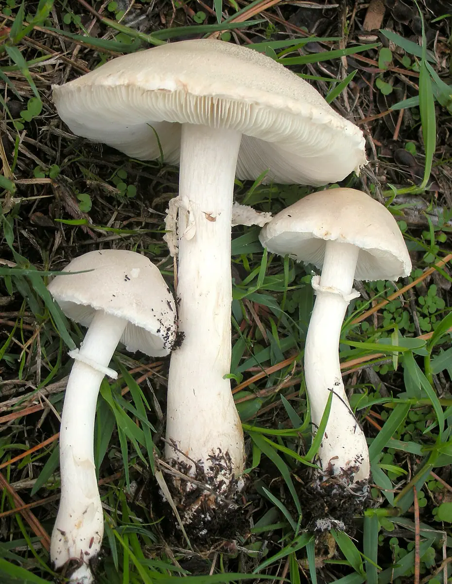 Pieczareczka różowoblaszkowa (czubnik pospolity) (Leucoagaricus leucothites) — zdjęcie 1 z 4
