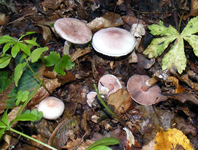Pieczarka bladopurpurowa (Agaricus dulcidulus) — zdjęcie 1 z 2