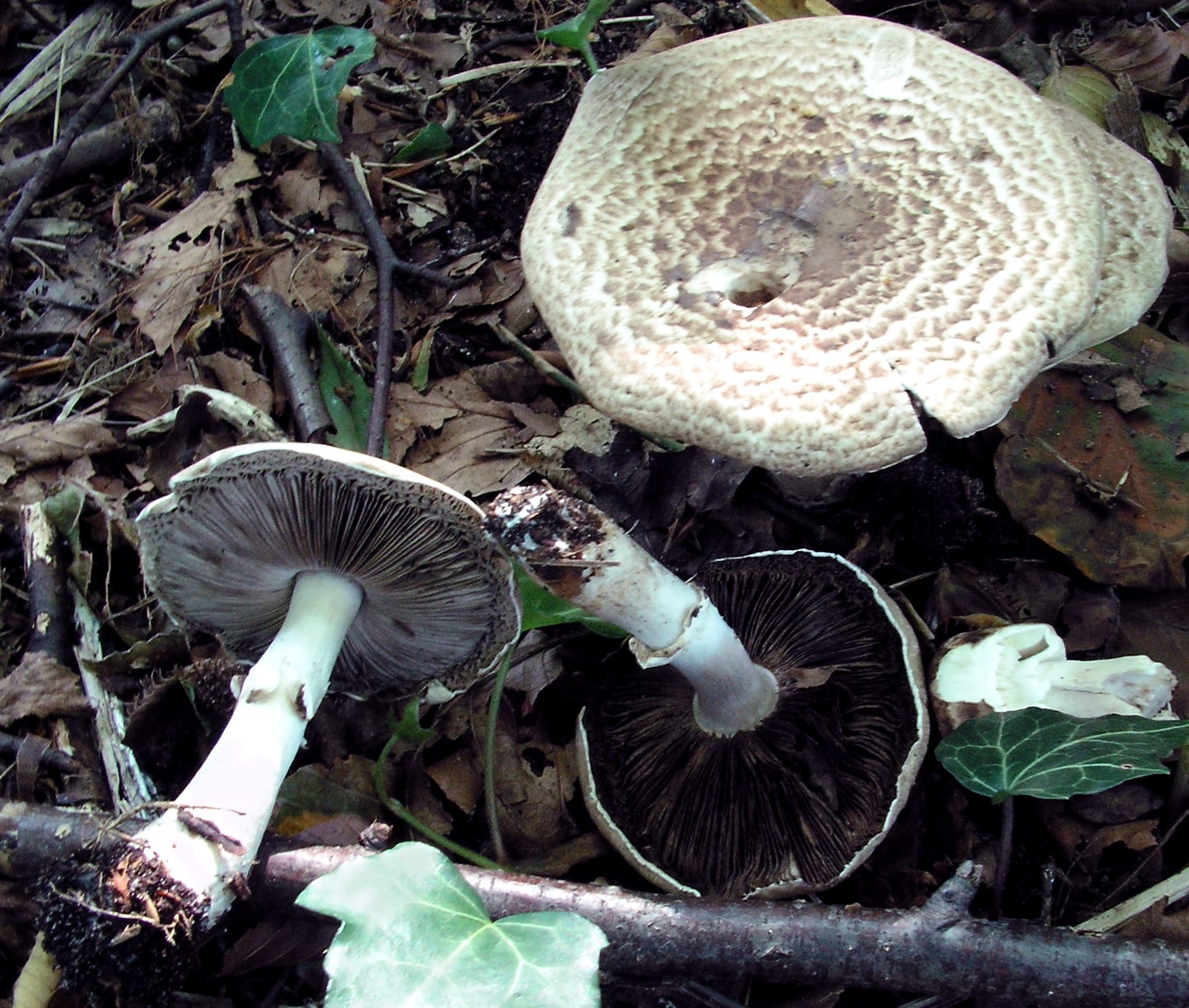 Pieczarka brązowoplamista (Agaricus impudicus) — zdjęcie 1 z 4