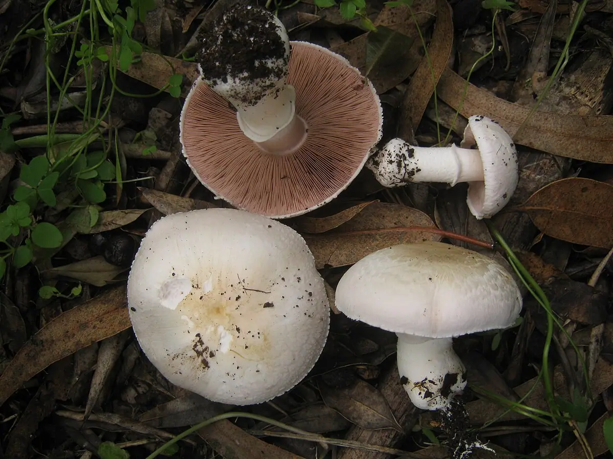Pieczarka bresadoli (Agaricus bresadolanus) — zdjęcie 1 z 4