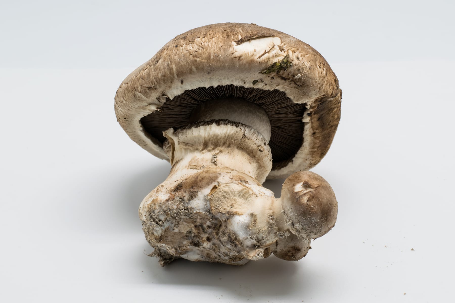 Pieczarka dwuzarodnikowa (Agaricus bisporus) — zdjęcie 1 z 4