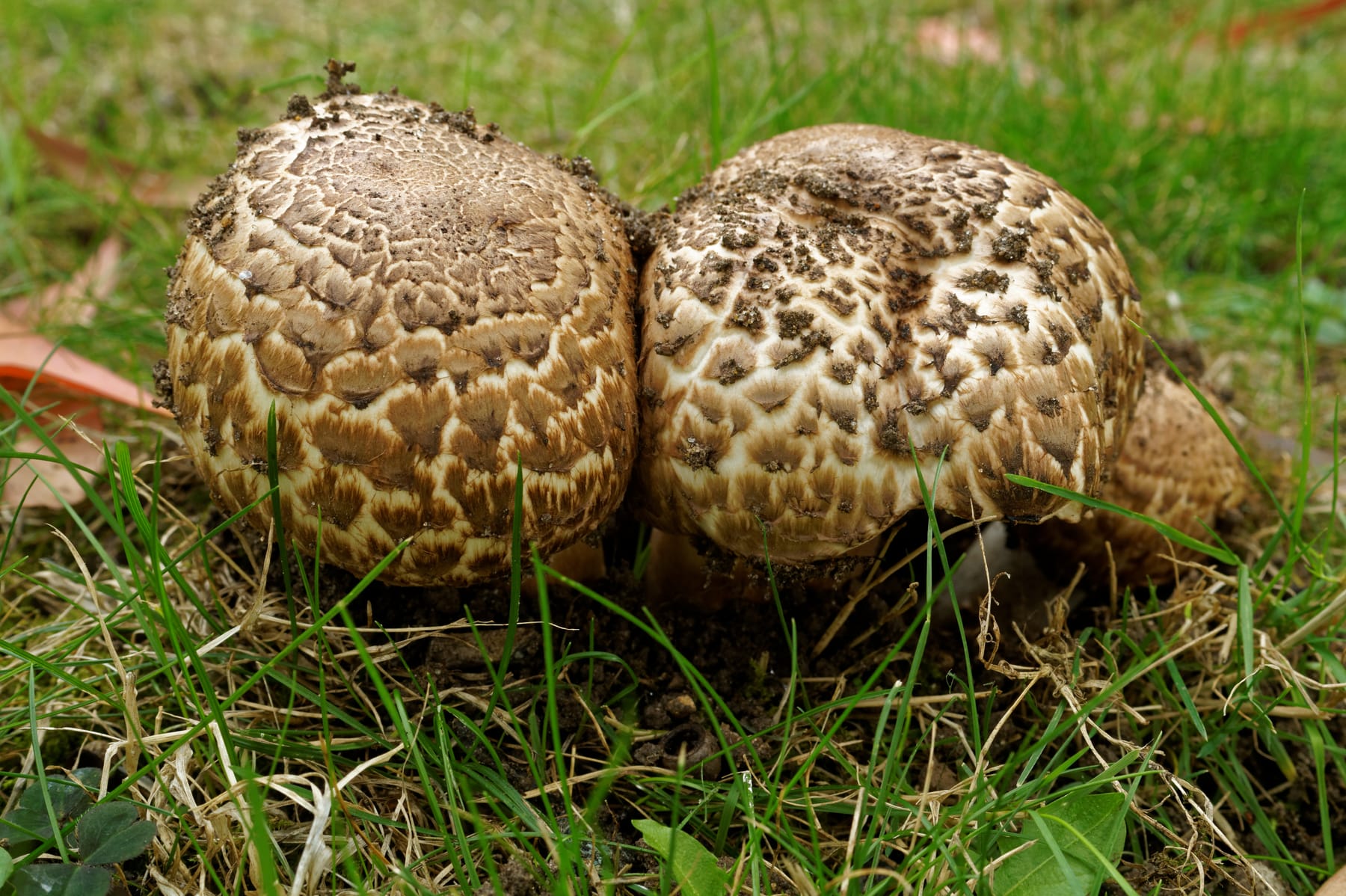 Pieczarka kępkowa (Agaricus bohusii) — zdjęcie 1 z 4