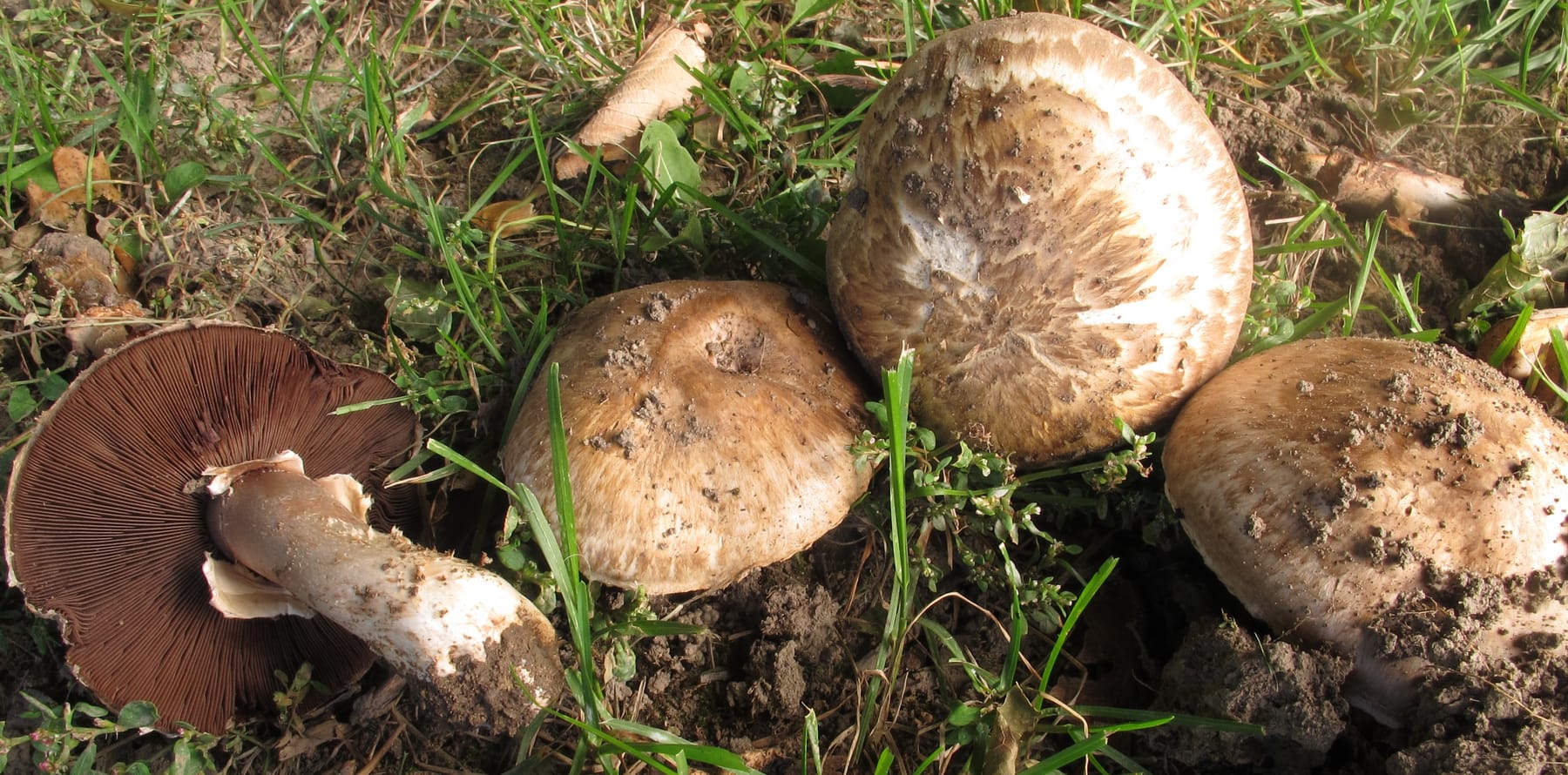 Pieczarka kompostowa (Agaricus cappellianus) — zdjęcie 1 z 3