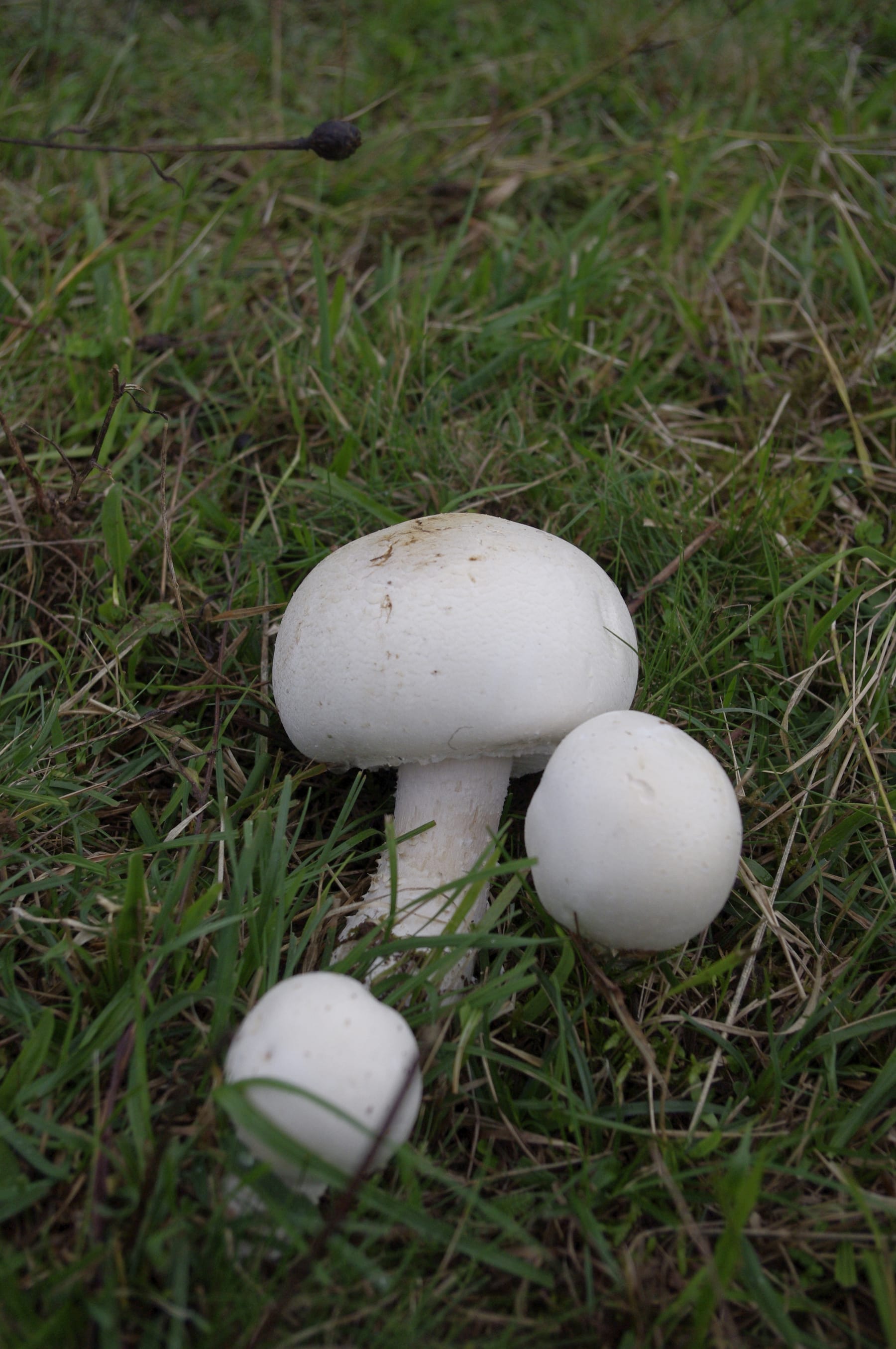 Pieczarka kosmatotrzonowa (Agaricus excellens) — zdjęcie 1 z 4