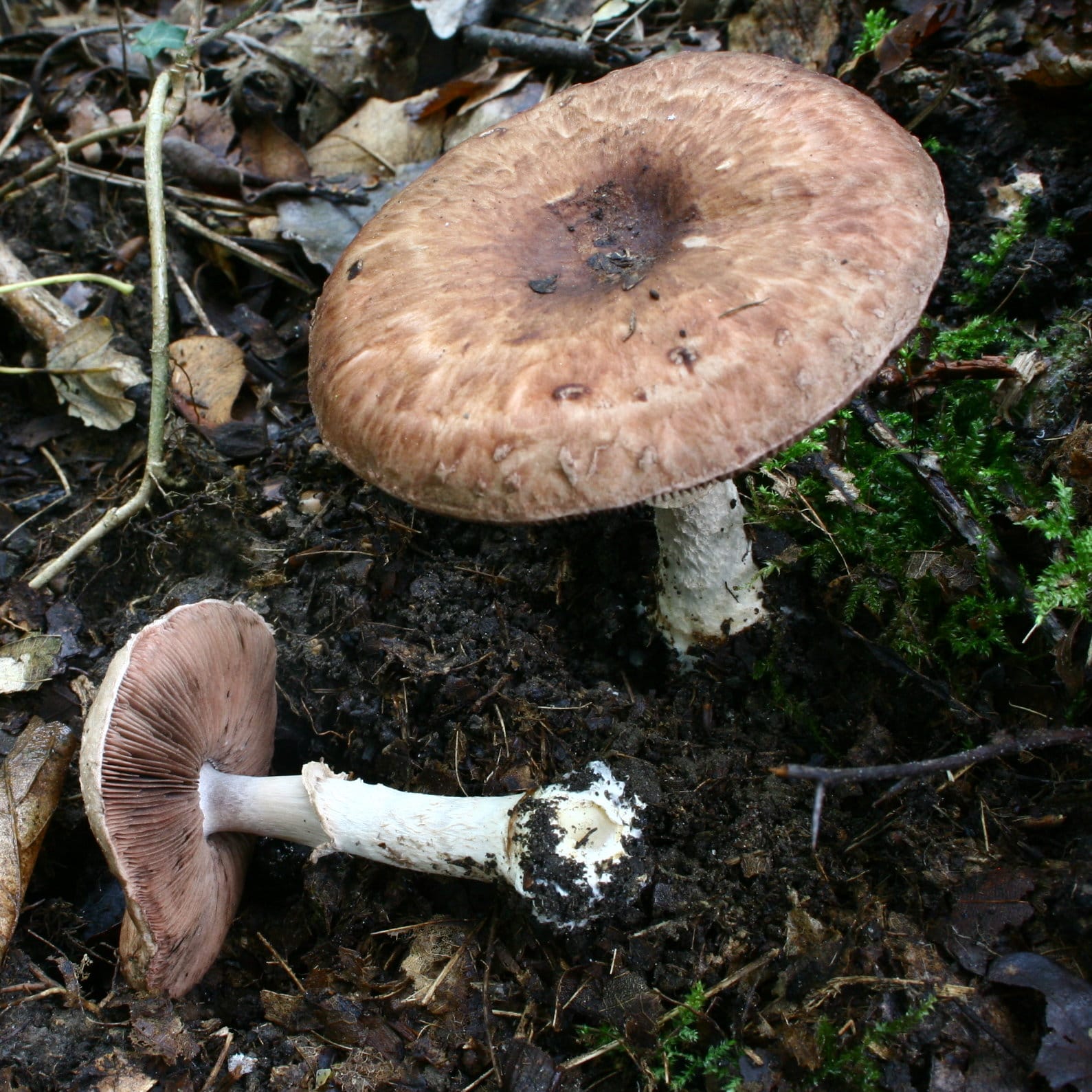 Pieczarka krótkotrzonowa (Agaricus lanipes)
