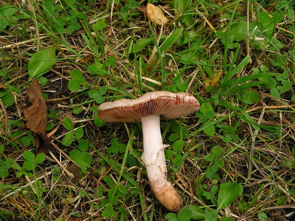 Pieczarka krwawiąca (Agaricus langei)