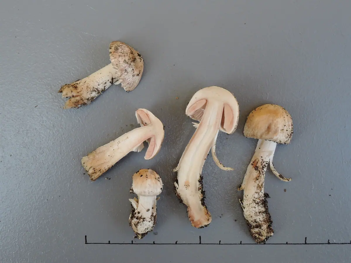 Pieczarka krynolinowa (Agaricus depauperatus) — zdjęcie 1 z 4
