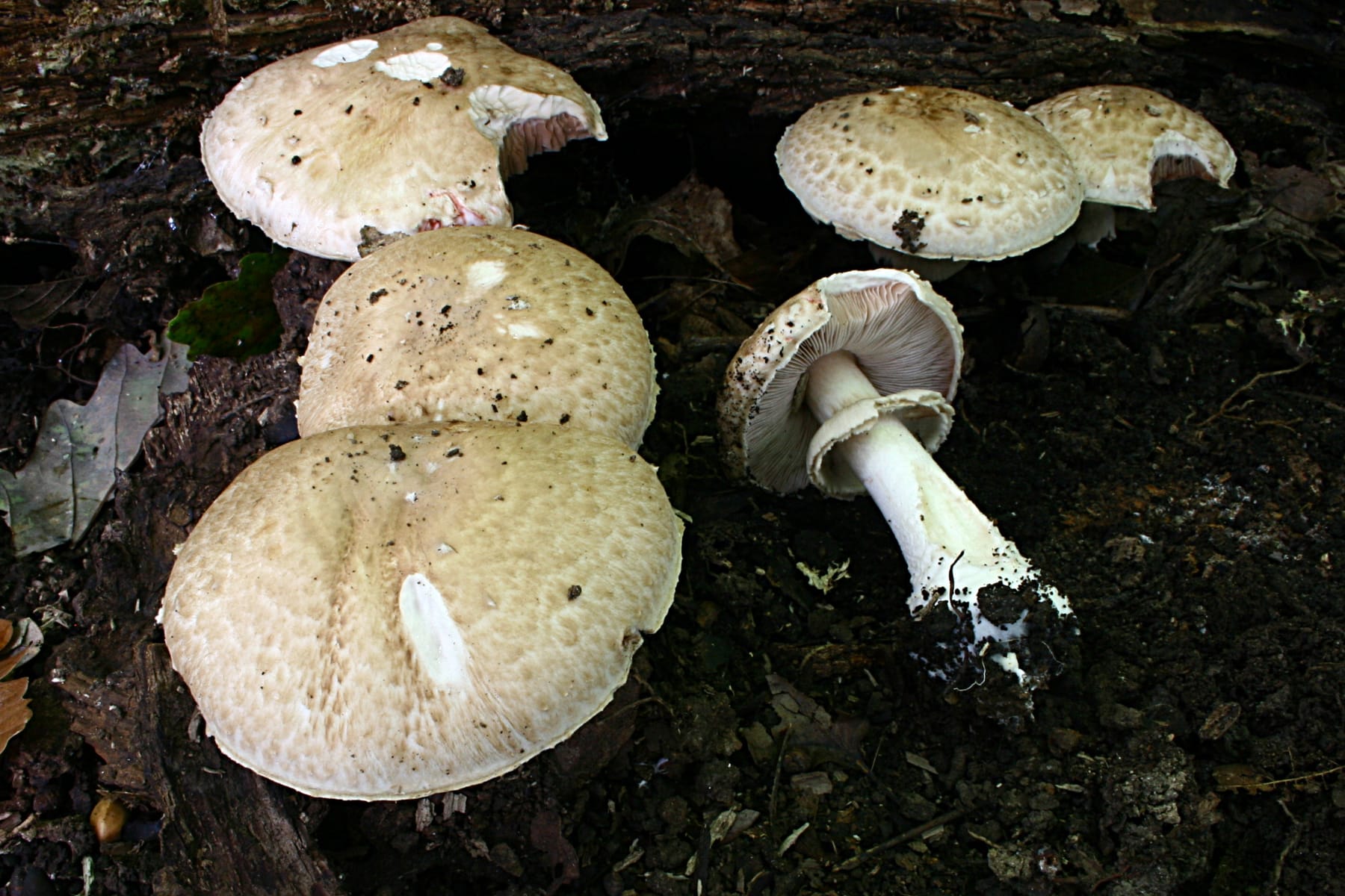 Pieczarka leśna (Agaricus sylvaticus)