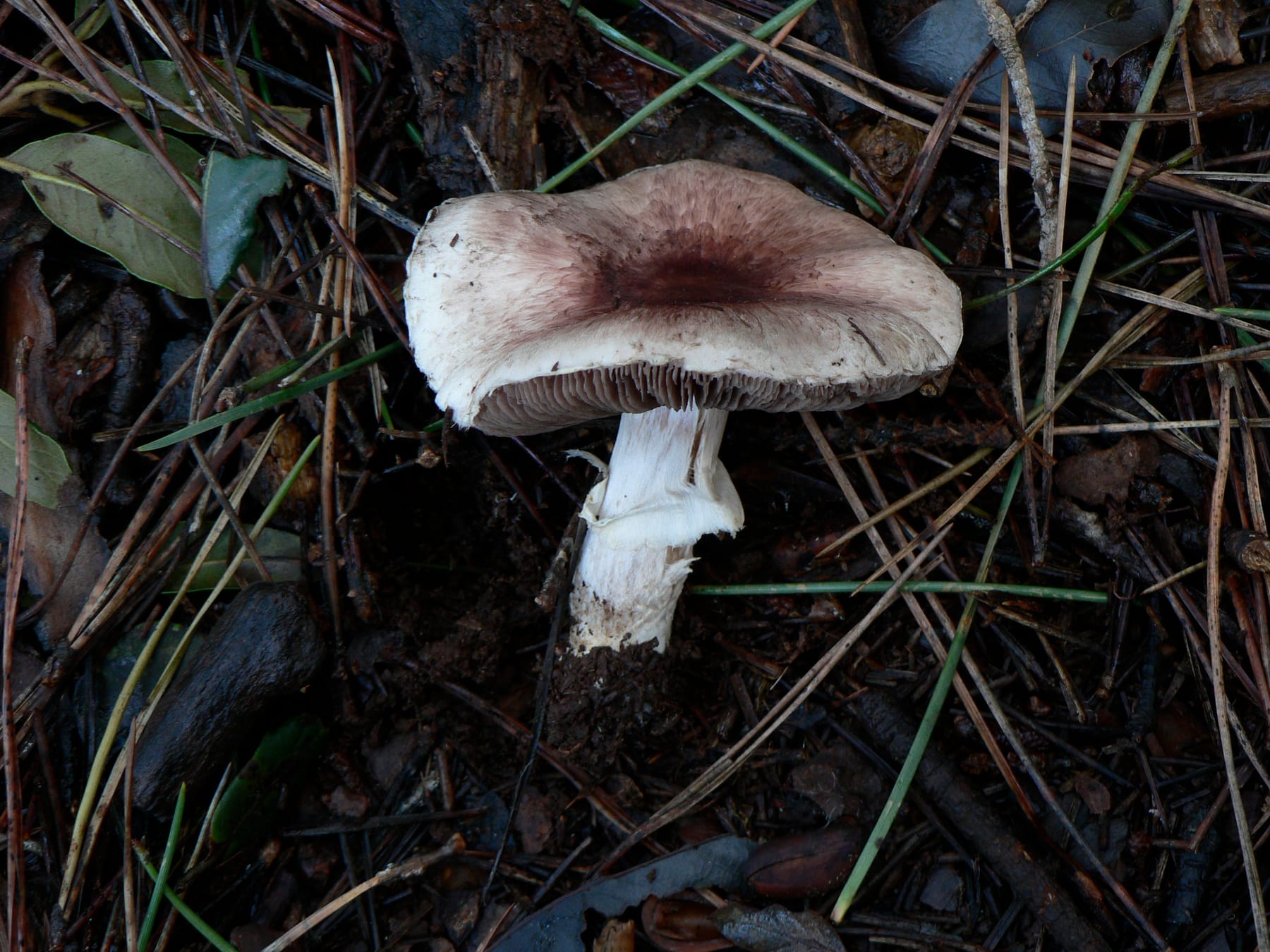 Pieczarka liliowoczerwonawa (Agaricus porphyrizon) — zdjęcie 1 z 4