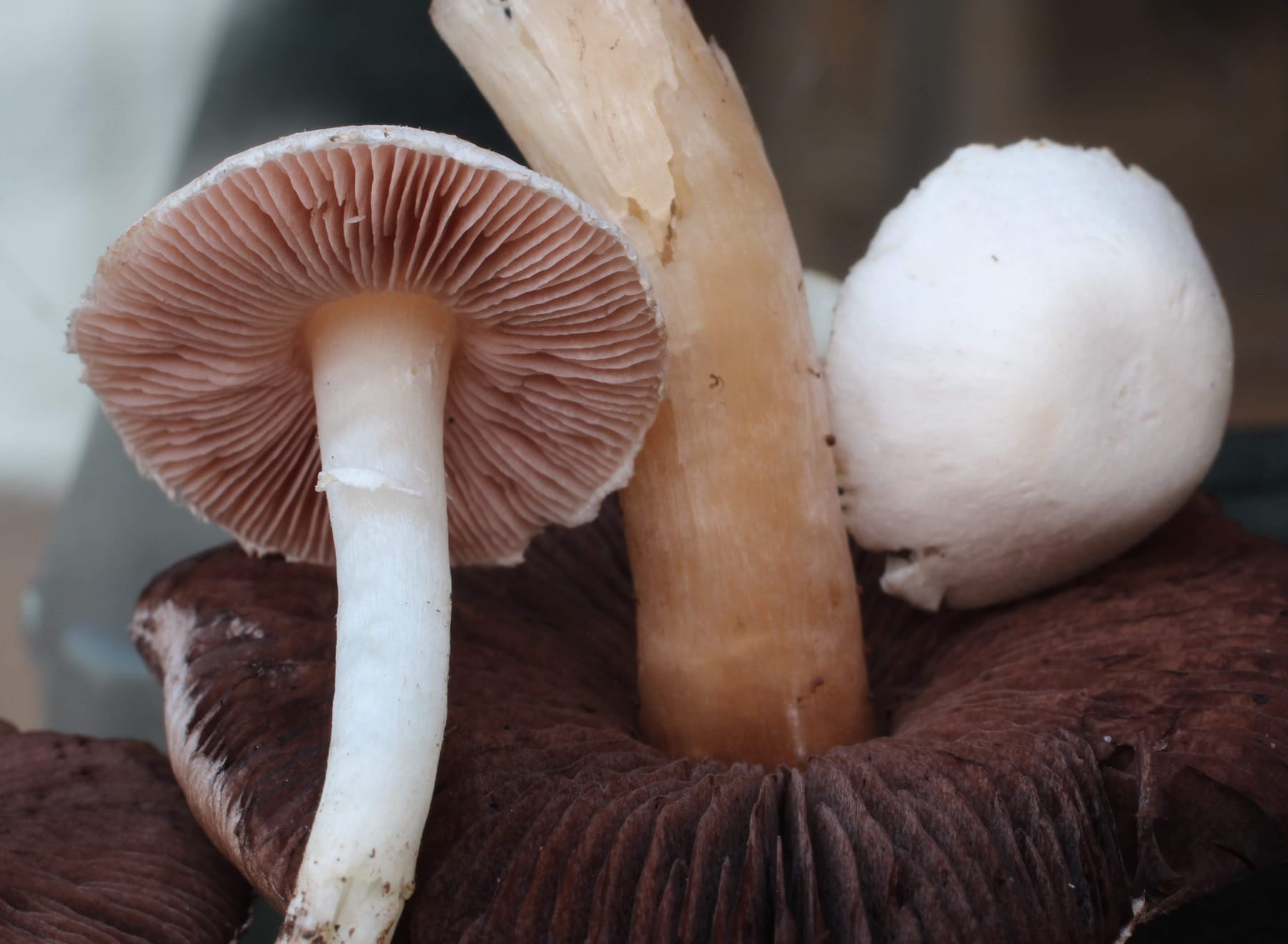Pieczarka malutka (Agaricus comtulus) — zdjęcie 1 z 4