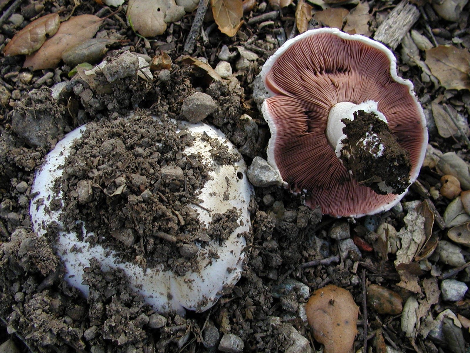 Pieczarka miejska (Agaricus bitorquis) — zdjęcie 1 z 4
