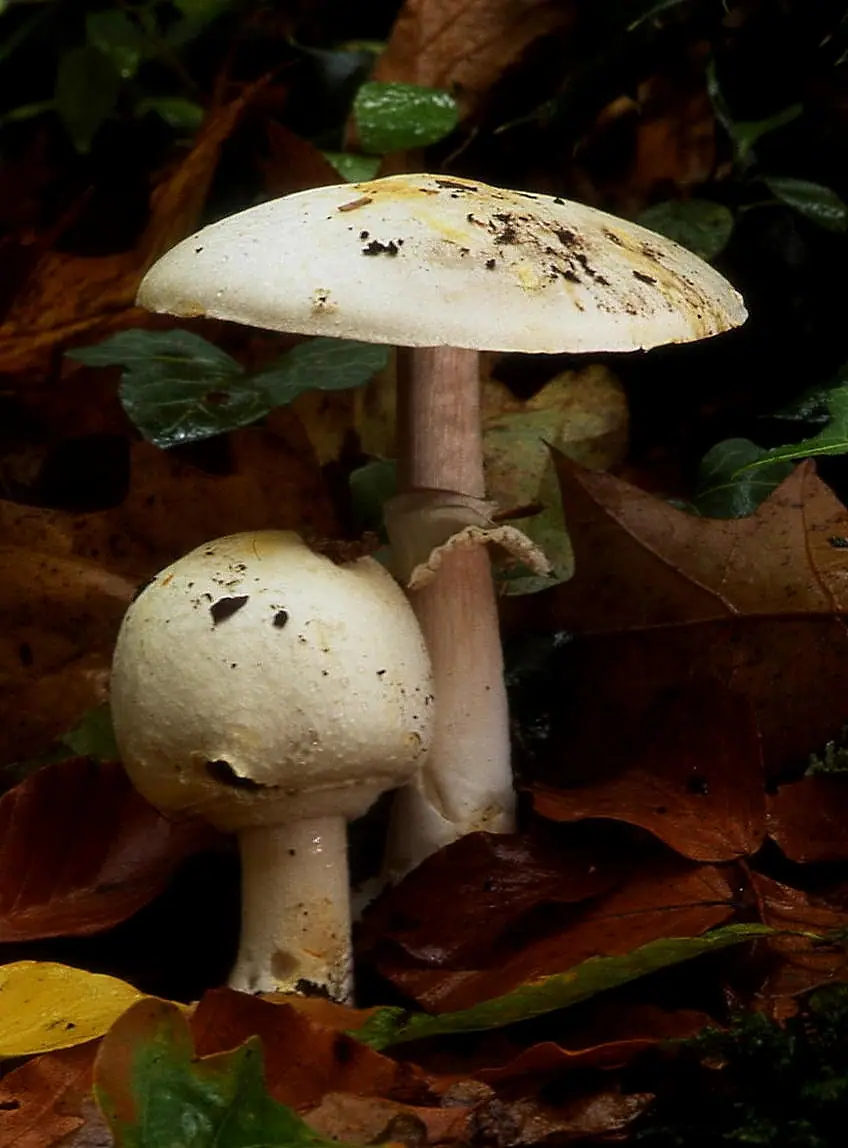 Pieczarka płaskobulwkowa (Agaricus silvicola var. silvicola)