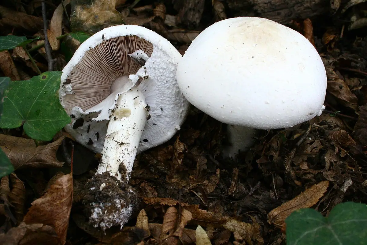 Pieczarka płaskobulwkowa (Agaricus silvicola) — zdjęcie 1 z 4