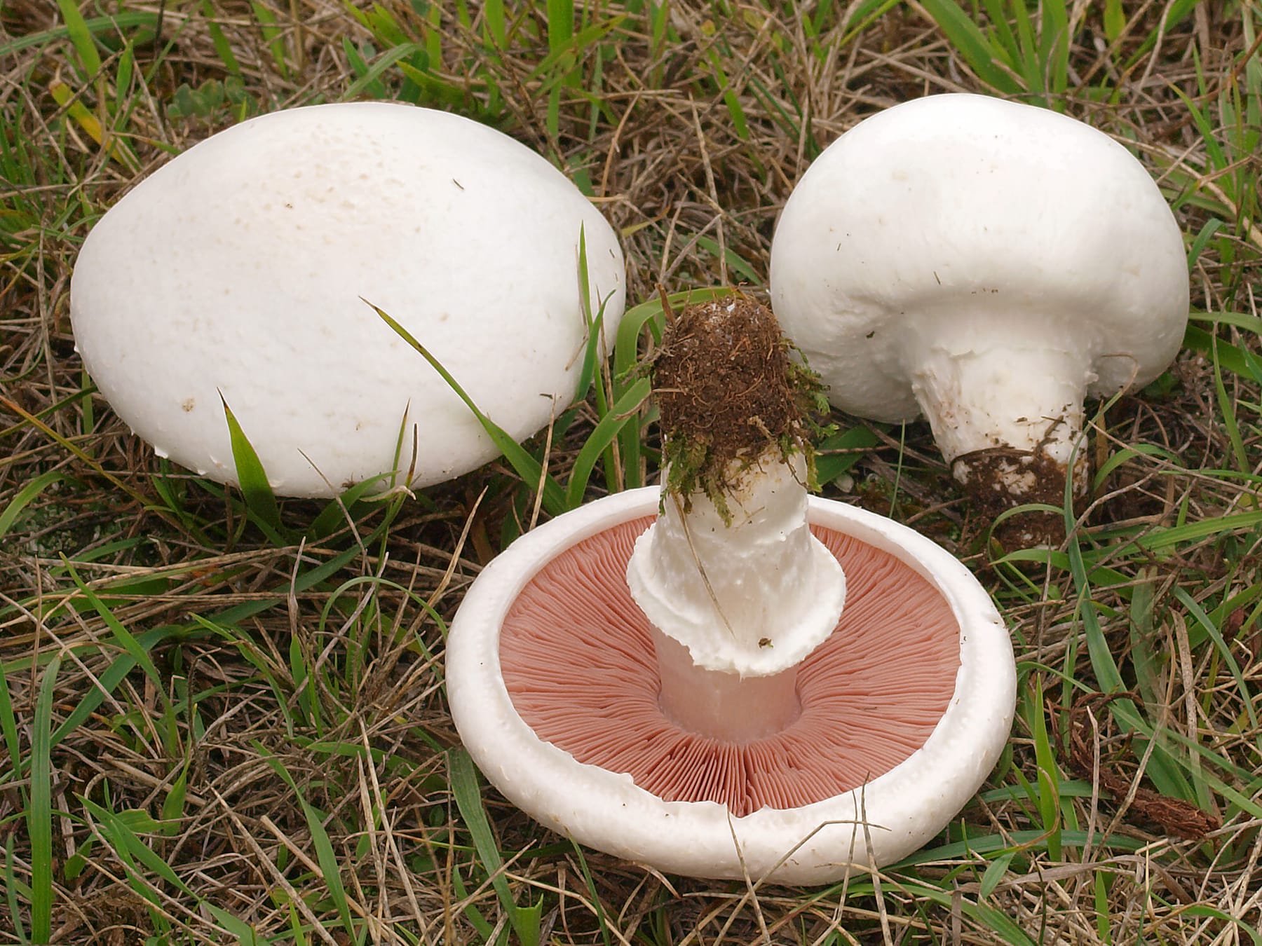 Pieczarka polna (Agaricus campestris) — zdjęcie 1 z 4