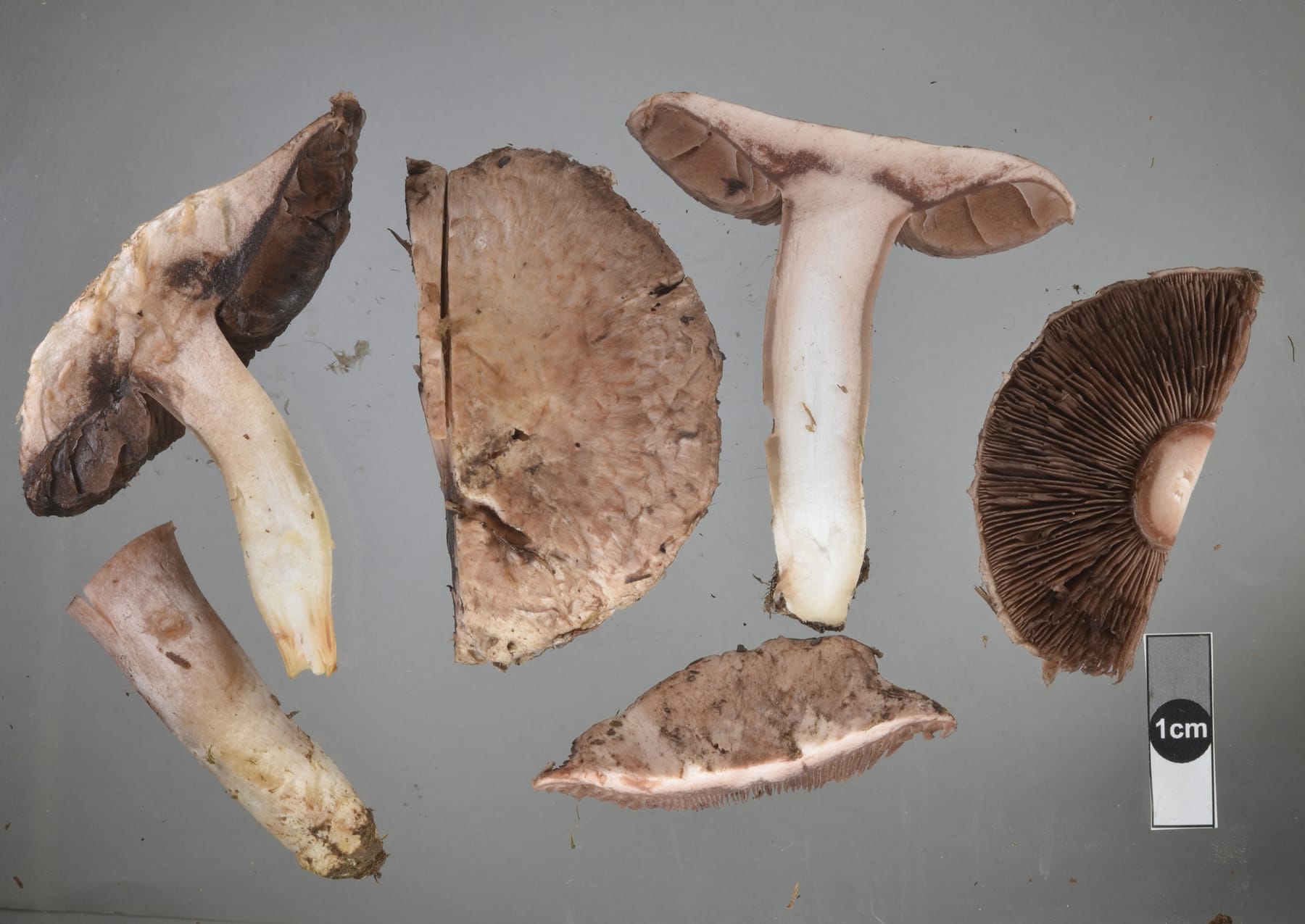 Pieczarka purpurowobrązowa (Agaricus cupreobrunneus) — zdjęcie 1 z 4