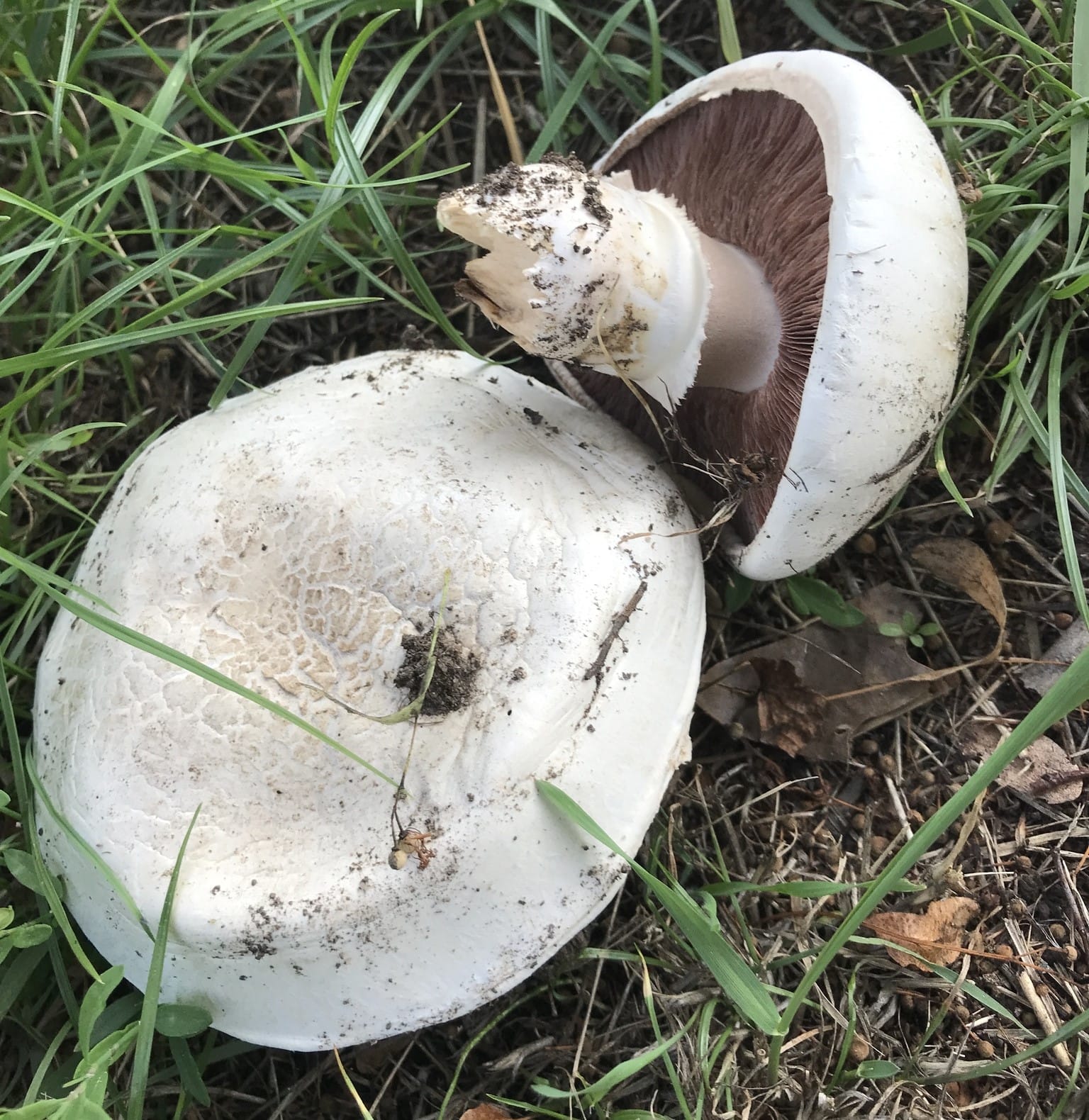 Pieczarka słomkowożółta (Agaricus urinascens)