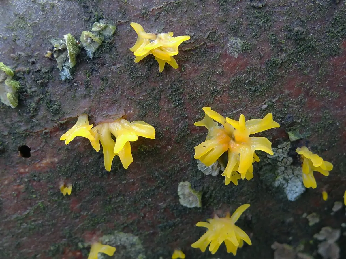 Pięknoróg dwuprzegrodowy (Calocera furcata) — zdjęcie 1 z 4