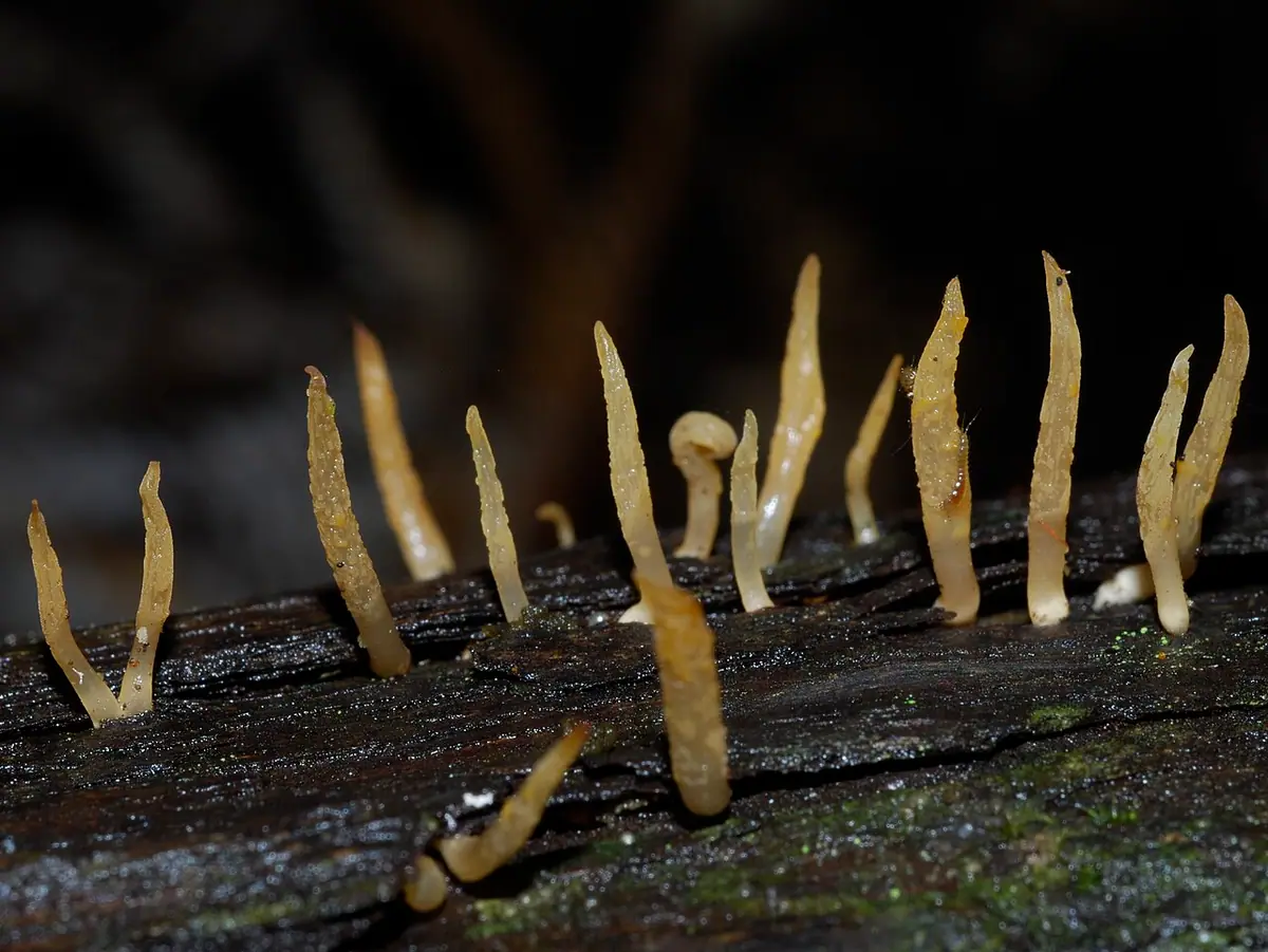 Pięknoróg szydłowaty (Calocera cornea) — zdjęcie 1 z 4