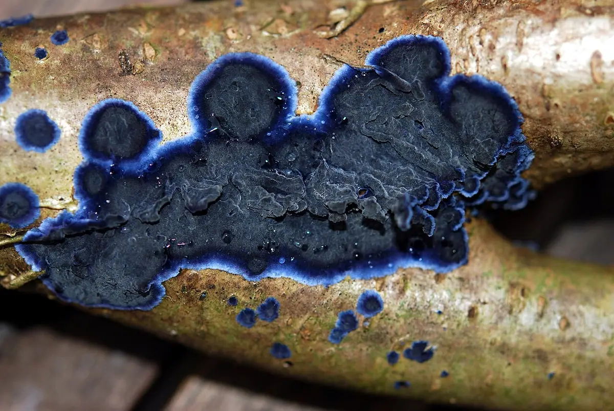 Pięknoskórnik modry (Terana caerulea)