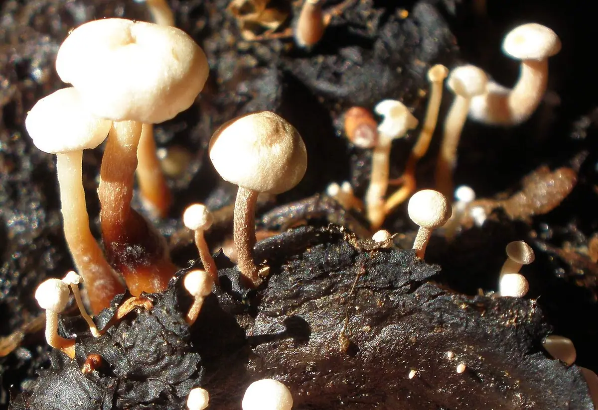 Pieniążek ciemnobulwkowy (Collybia tuberosa) — zdjęcie 1 z 4