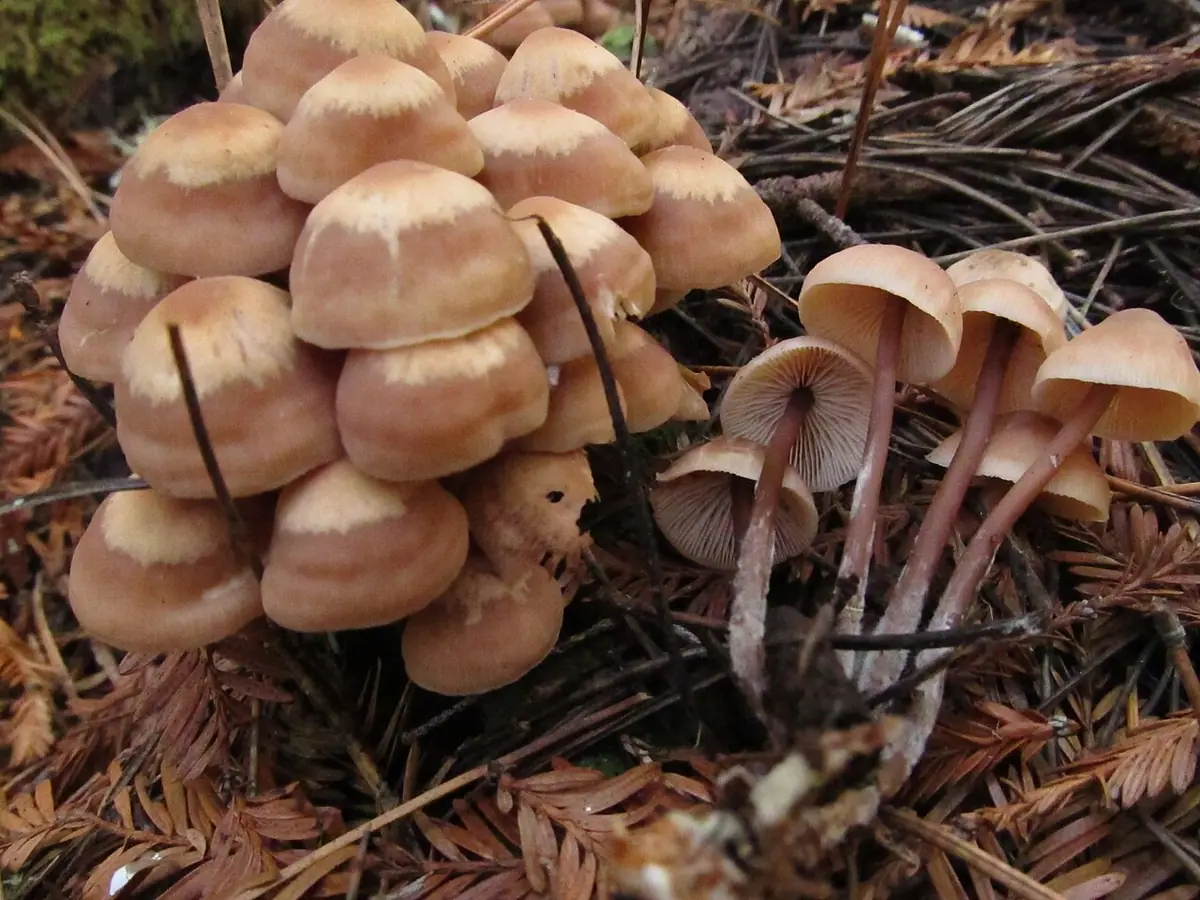 Pieniążek kępkowy (Connopus acervatus) — zdjęcie 1 z 4