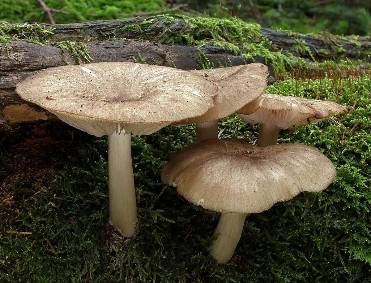 Pieniążnica szerokoblaszkowa (Megacollybia platyphylla) — zdjęcie 1 z 4