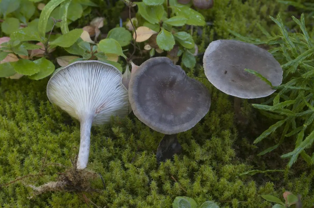 Pieprzniczka szarawa (Cantharellula umbonata) — zdjęcie 1 z 4
