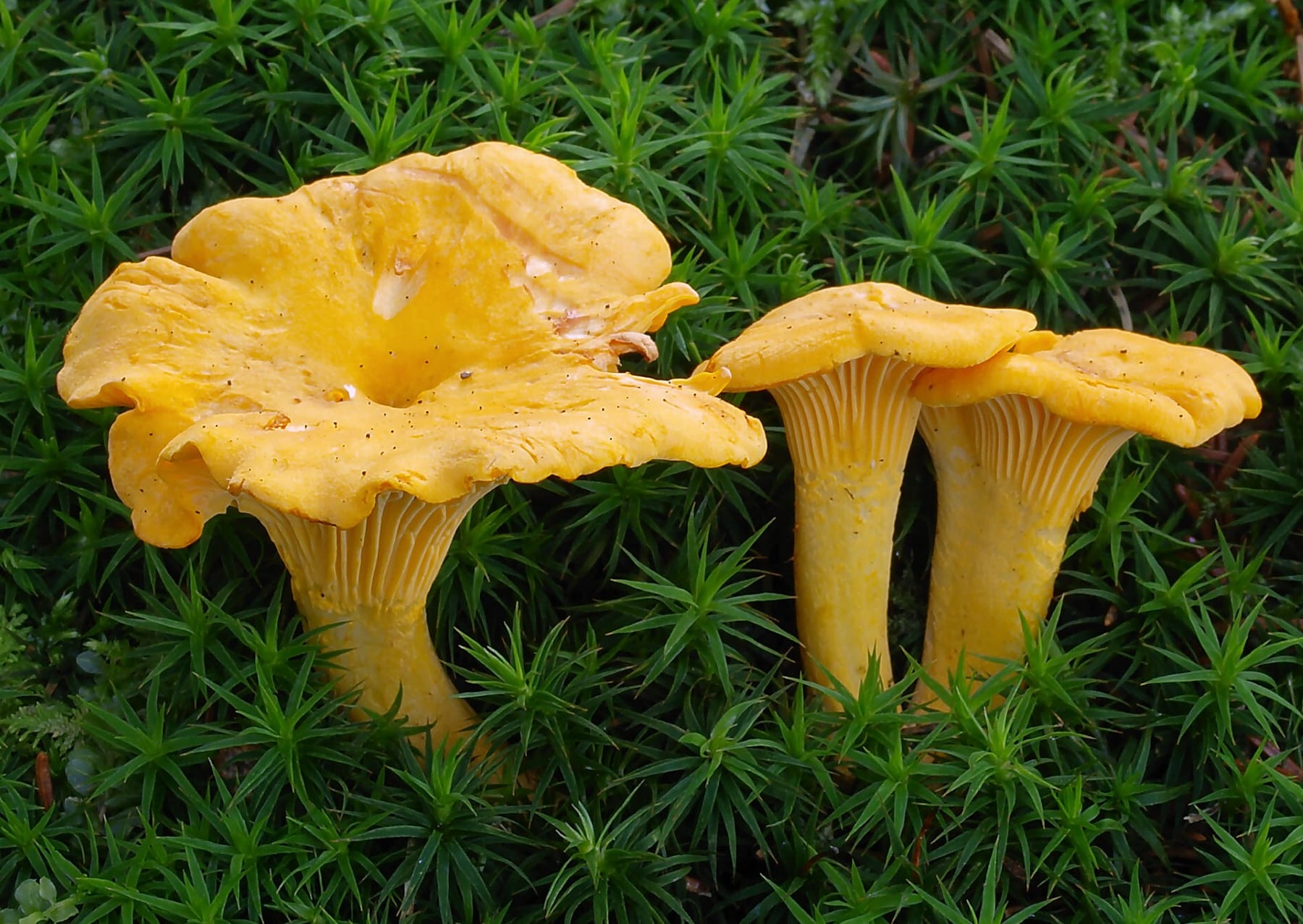 Pieprznik jadalny (Cantharellus cibarius) — zdjęcie 1 z 4