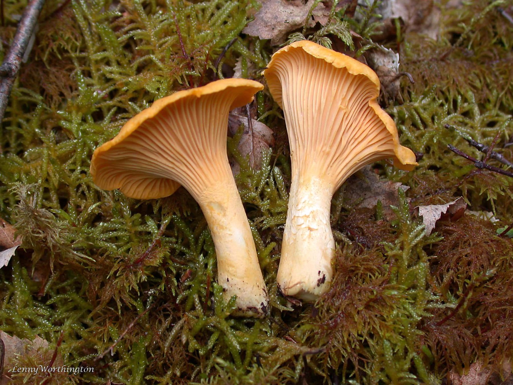 Pieprznik pomarańczowy (Cantharellus friesii) — zdjęcie 1 z 4