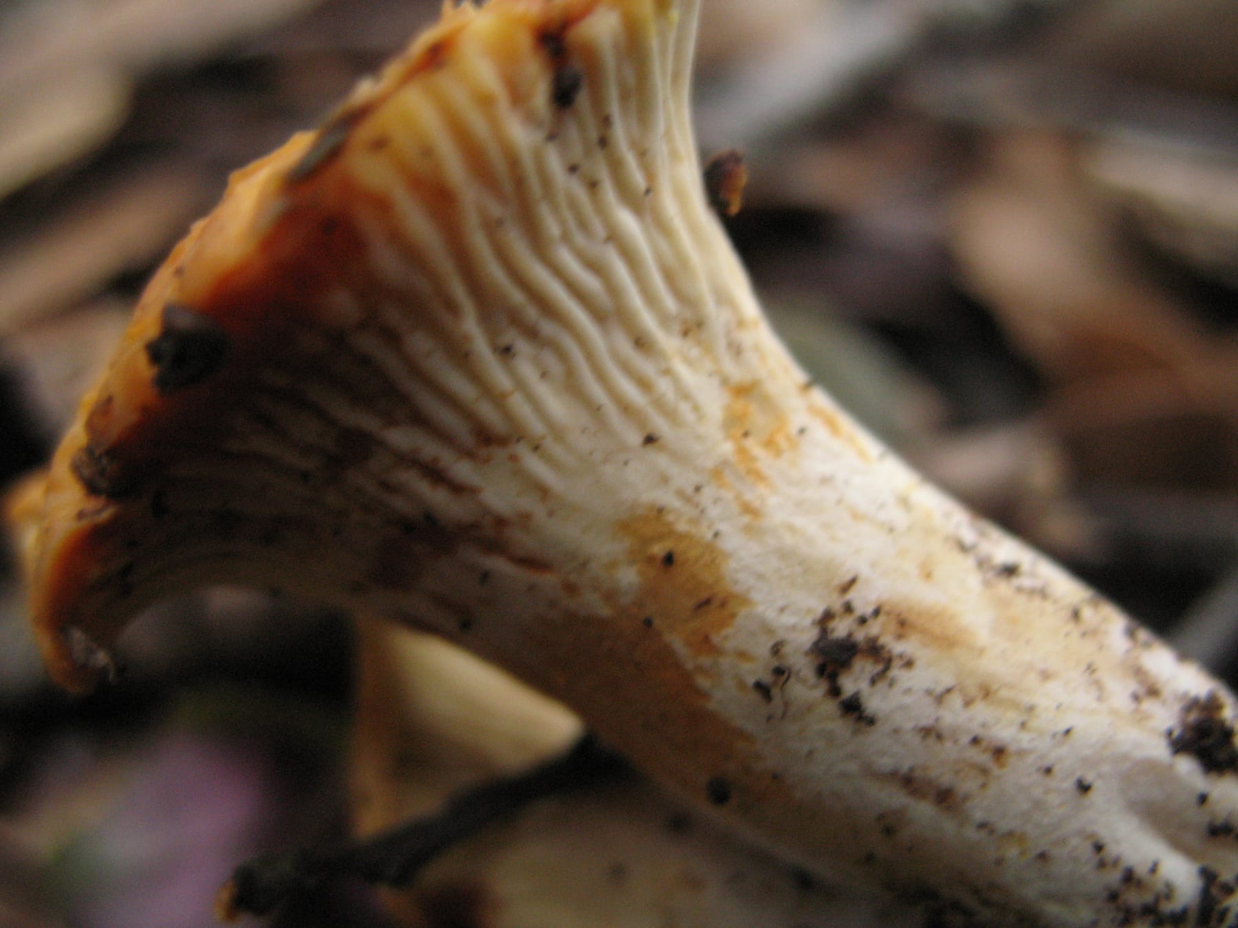 Pieprznik rdzawiejący (Cantharellus ferruginascens) — zdjęcie 1 z 4