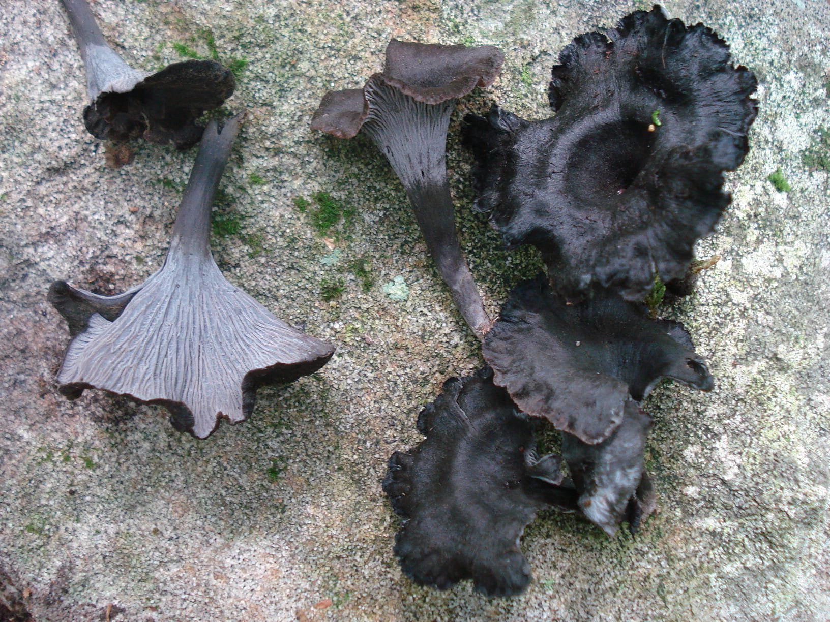 Pieprznik szary (Cantharellus cinereus) — zdjęcie 1 z 4