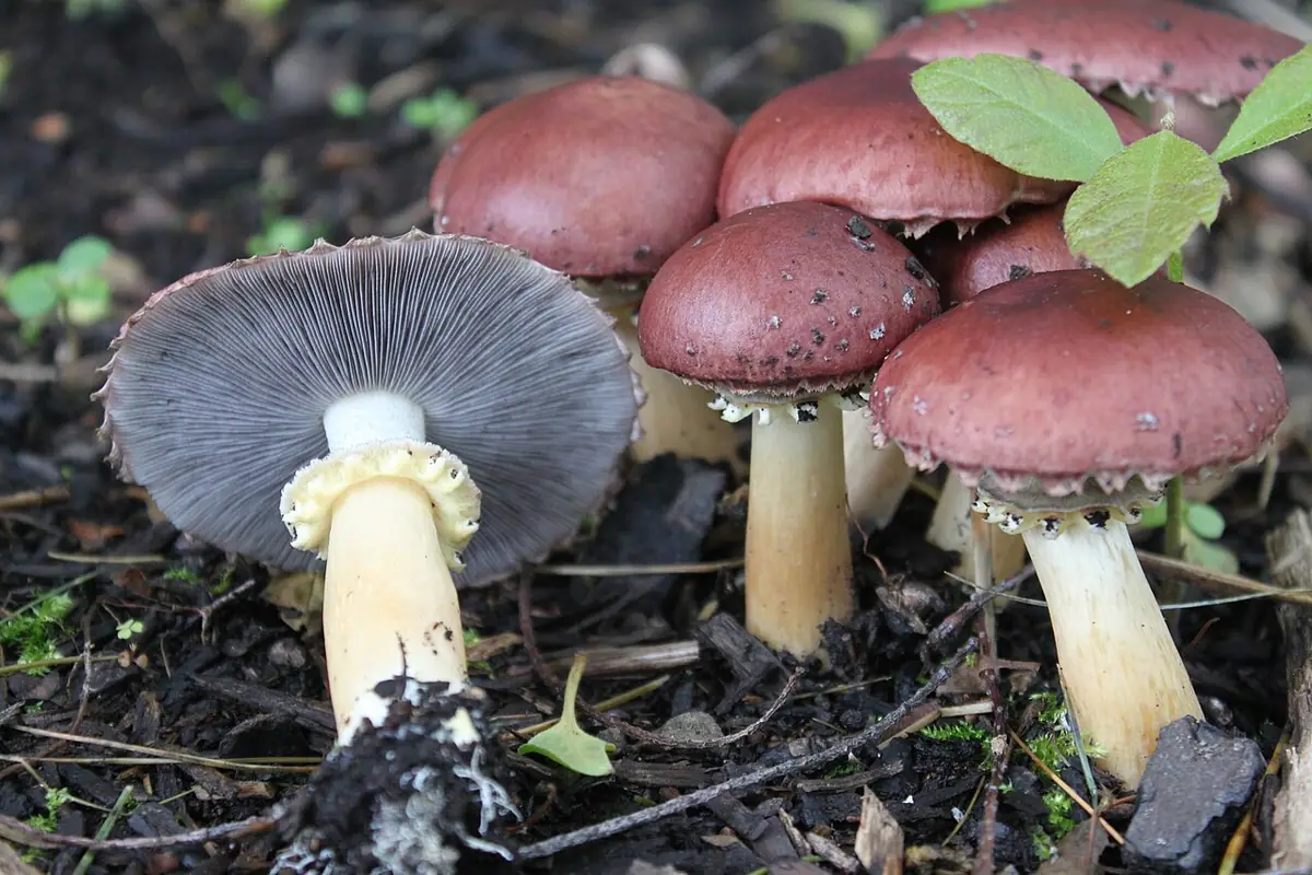 Pierścieniak uprawny (Stropharia rugosoannulata)