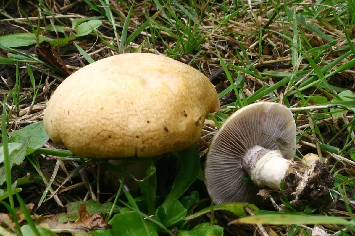 Pierścieniak wieńczony (Stropharia coronilla) — zdjęcie 1 z 4