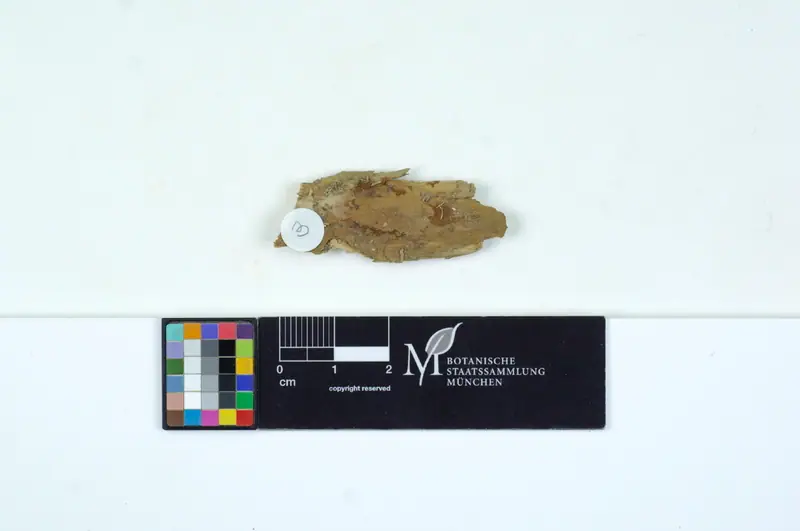 Pierwoząb świerkowy (Protohydnum piceicola)