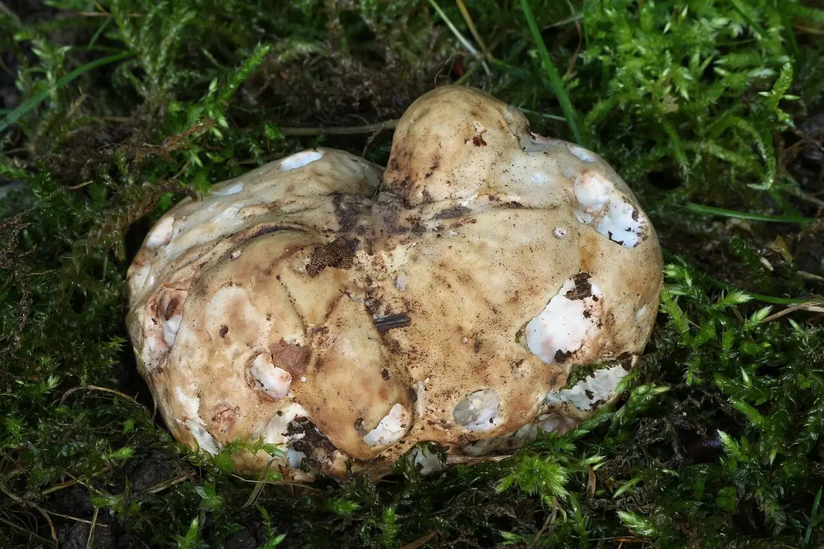 Piestrak jadalny (Choiromyces meandriformis) — zdjęcie 1 z 3