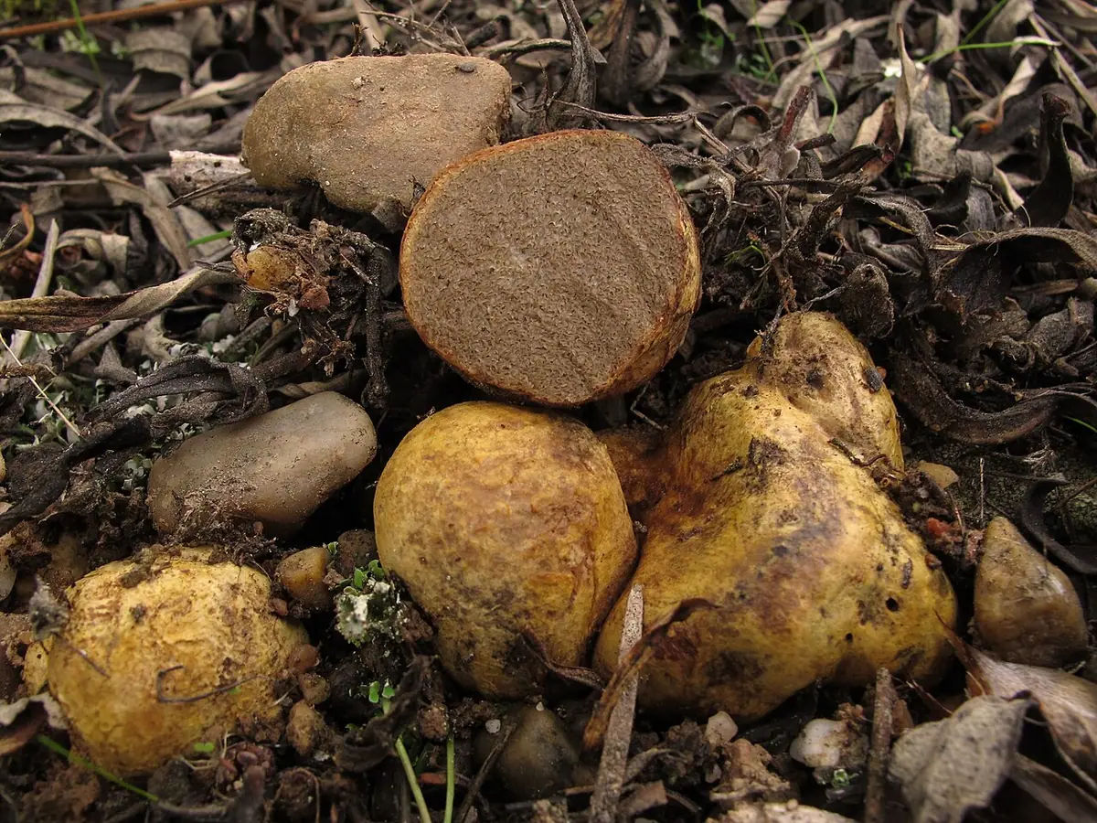 Piestrówka różowawa (Rhizopogon vulgaris) — zdjęcie 1 z 4