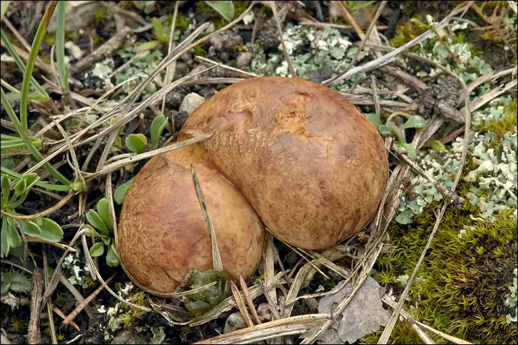 Piestrówka żółtawa (Rhizopogon obtextus) — zdjęcie 1 z 4