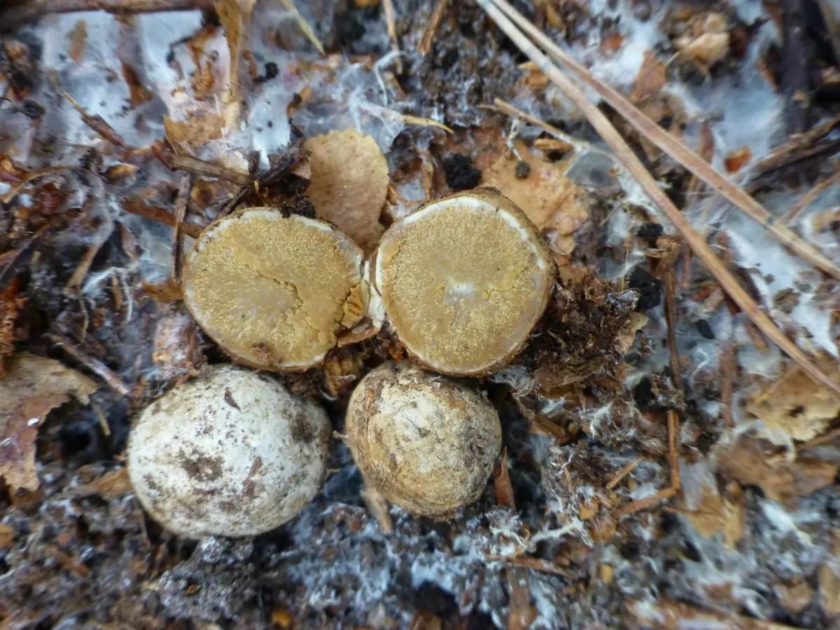 Piestrownik białobrązowy (Sclerogaster hysterangioides)