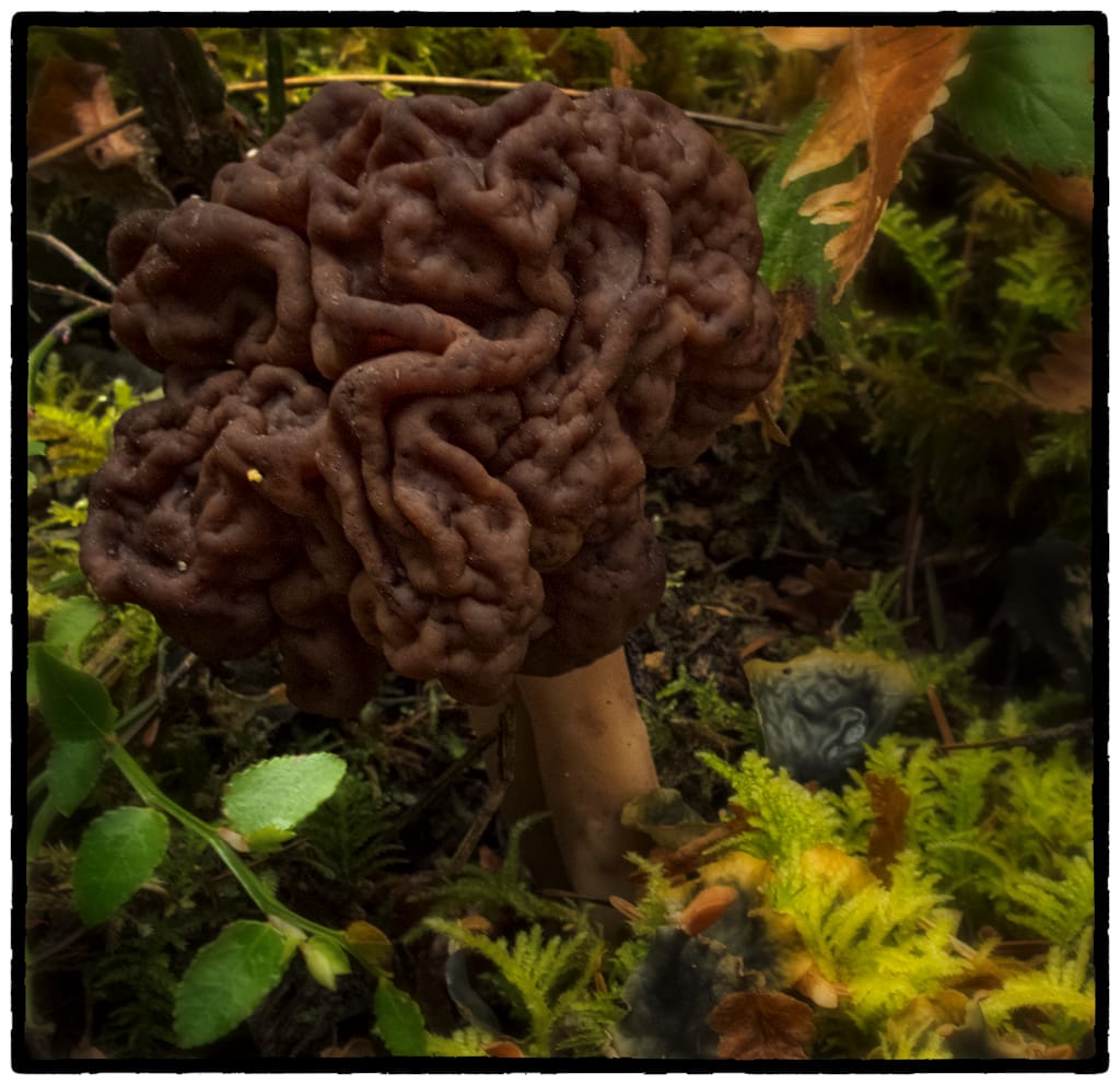 Piestrzenica kasztanowata (Gyromitra esculenta) — zdjęcie 1 z 4