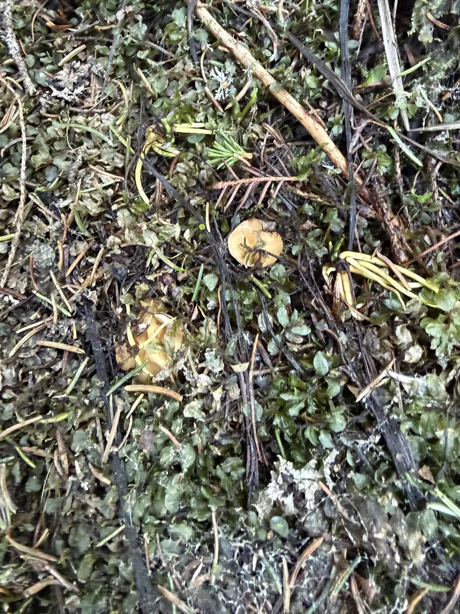 Piestrzenica półleżąca (Gyromitra accumbens) — zdjęcie 1 z 4