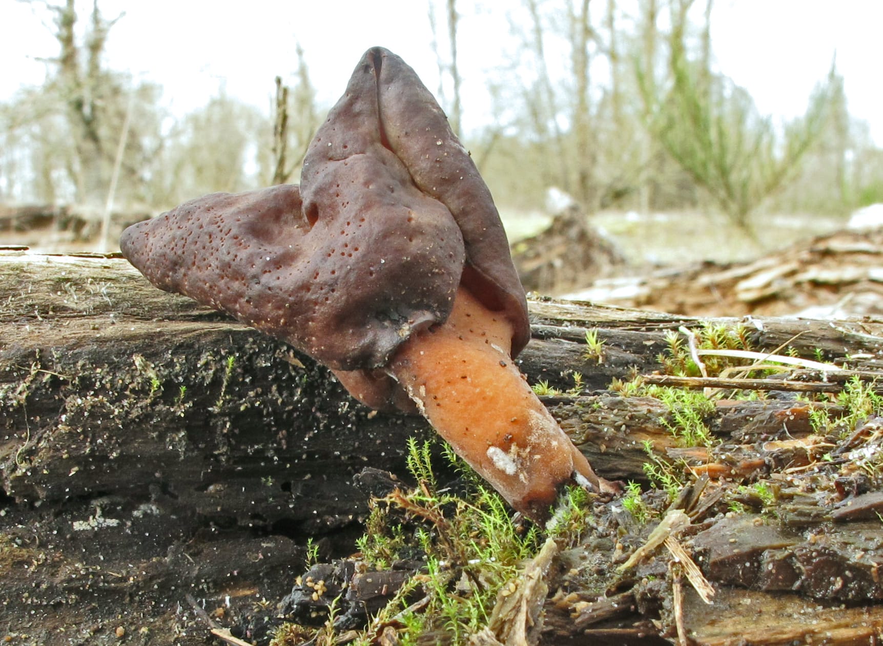 Piestrzenica pośrednia (Gyromitra ambigua)