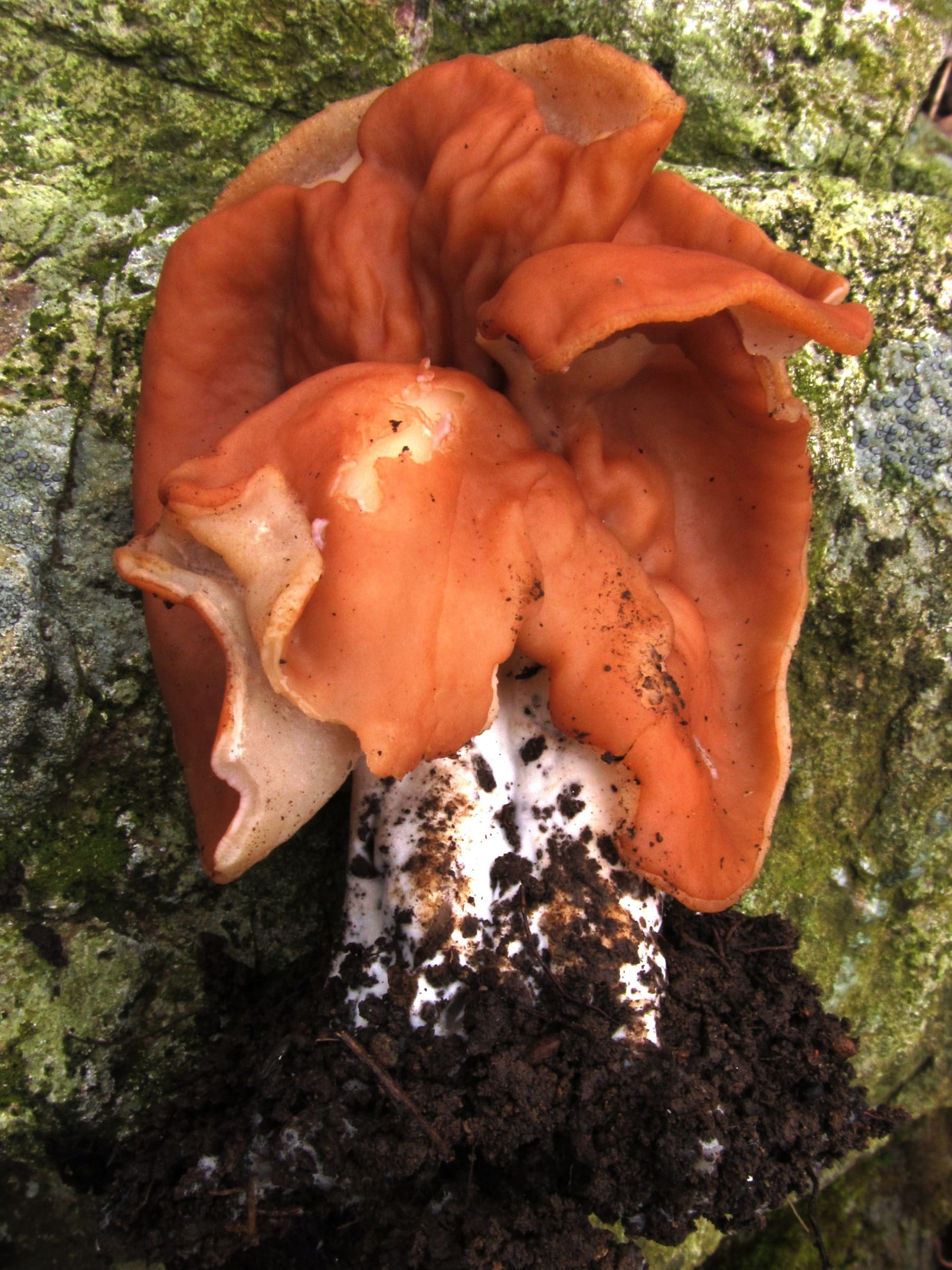 Piestrzenica wzniesiona (Gyromitra brunnea) — zdjęcie 1 z 2
