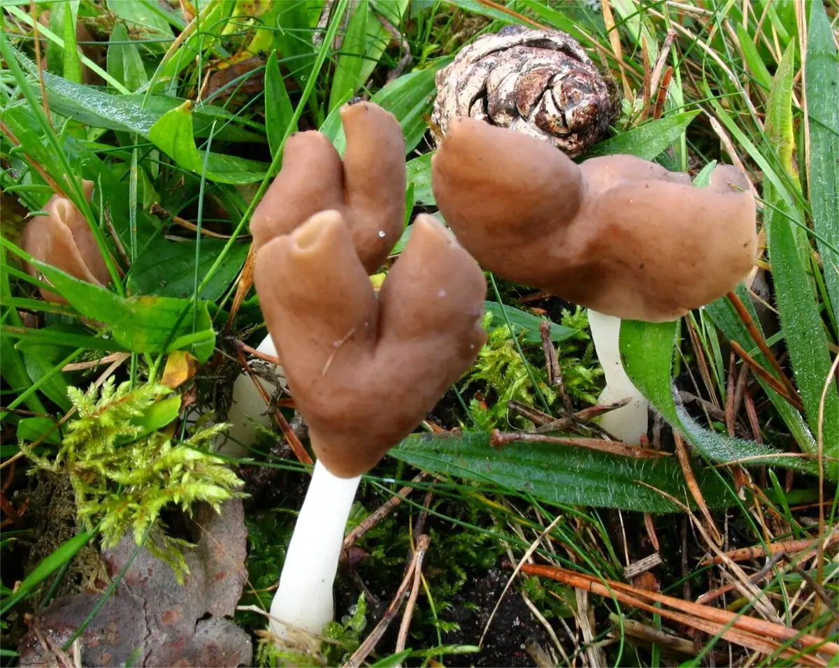 Piestrzyca brązowo-biała (Helvella albella) — zdjęcie 1 z 2