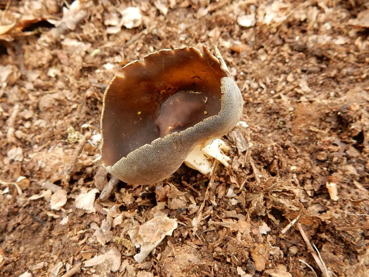 Piestrzyca ciemna (Helvella solitaria) — zdjęcie 1 z 4