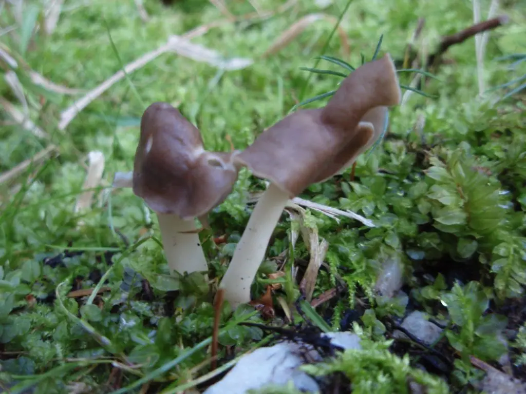 Piestrzyca giętka (Helvella elastica) — zdjęcie 1 z 4