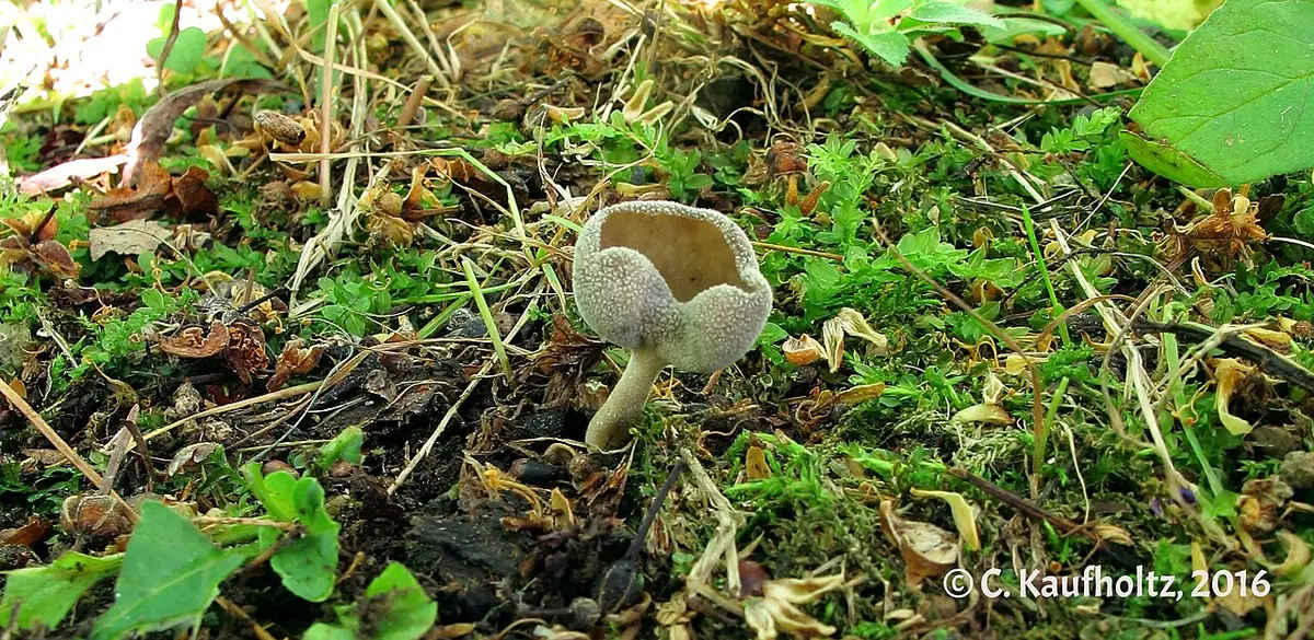 Piestrzyca gładkozarodnikowa (Helvella dissingii)