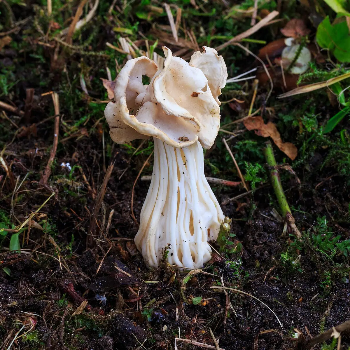 Piestrzyca kędzierzawa (Helvella crispa) — zdjęcie 1 z 4