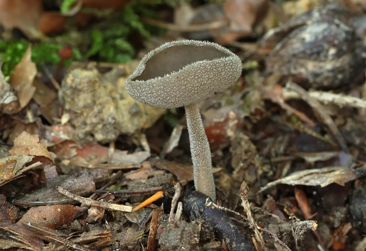 Piestrzyca popielata (Helvella macropus)
