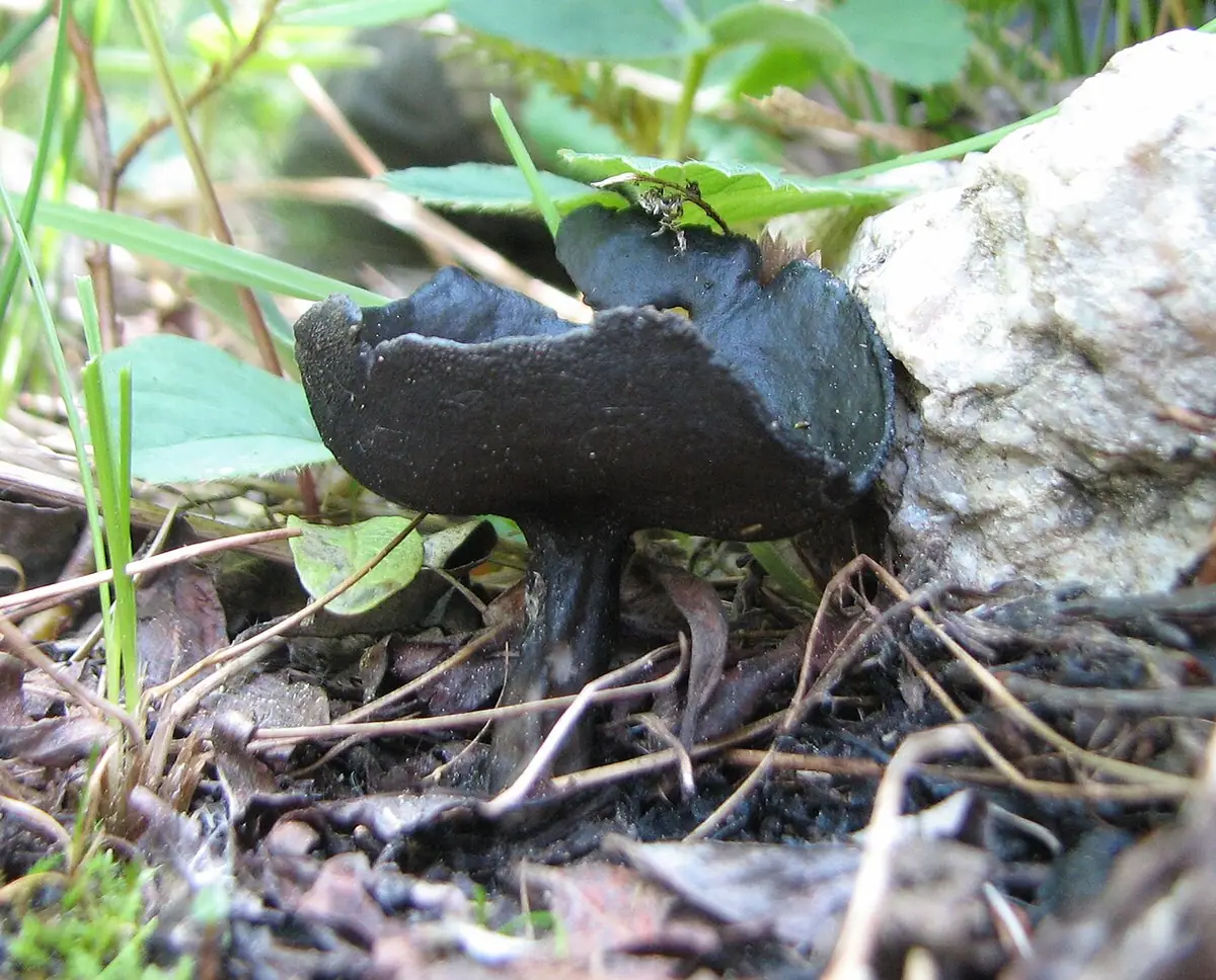 Piestrzyca wierzbowa (Helvella corium) — zdjęcie 1 z 4