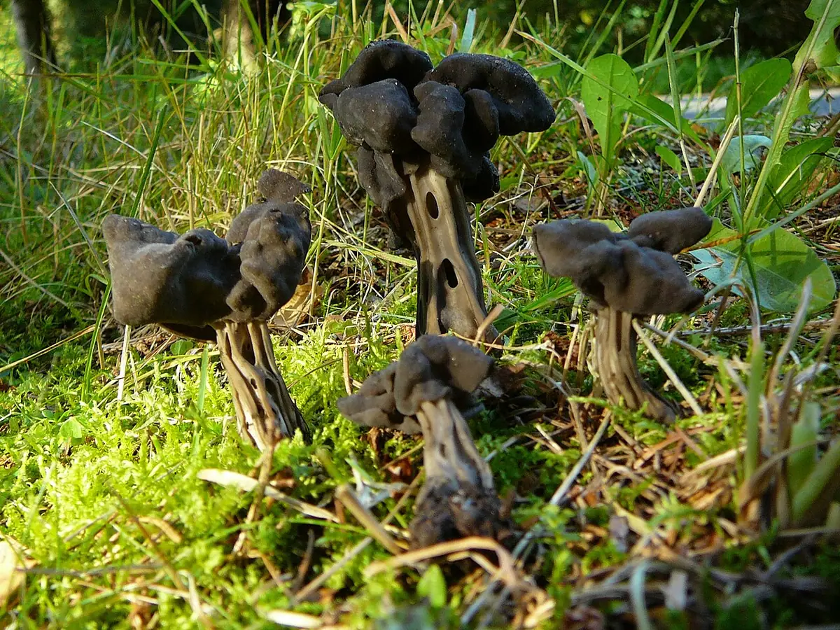 Piestrzyca zatokowata (Helvella lacunosa) — zdjęcie 1 z 4